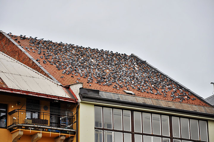 A2B Pest Control are able to install spikes to deter birds from roofs in Ely. 