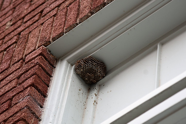We provide a wasp nest removal service for domestic and commercial properties in Ely.